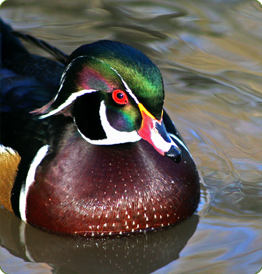 A close-up image of a male wood Duck on the pond