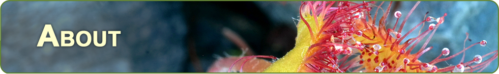 a banner closeup of the crnivorous Sundew plant