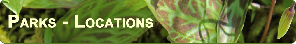 a banner showing a closeup of the leaves and flower bud of the wild Fawn Lily