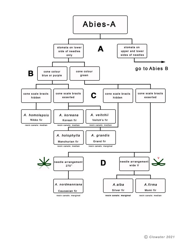 a dichotomous key to pine tree identification