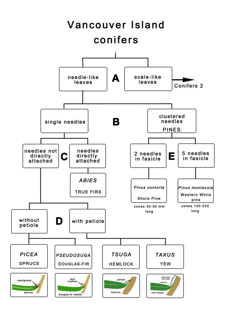 a dichotomous key to conifer genera