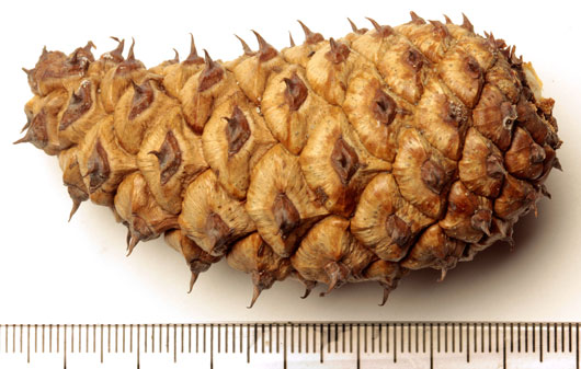 A typical pine cone.