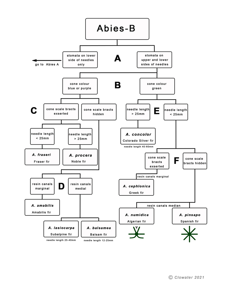 Identification key to Abies species continued.