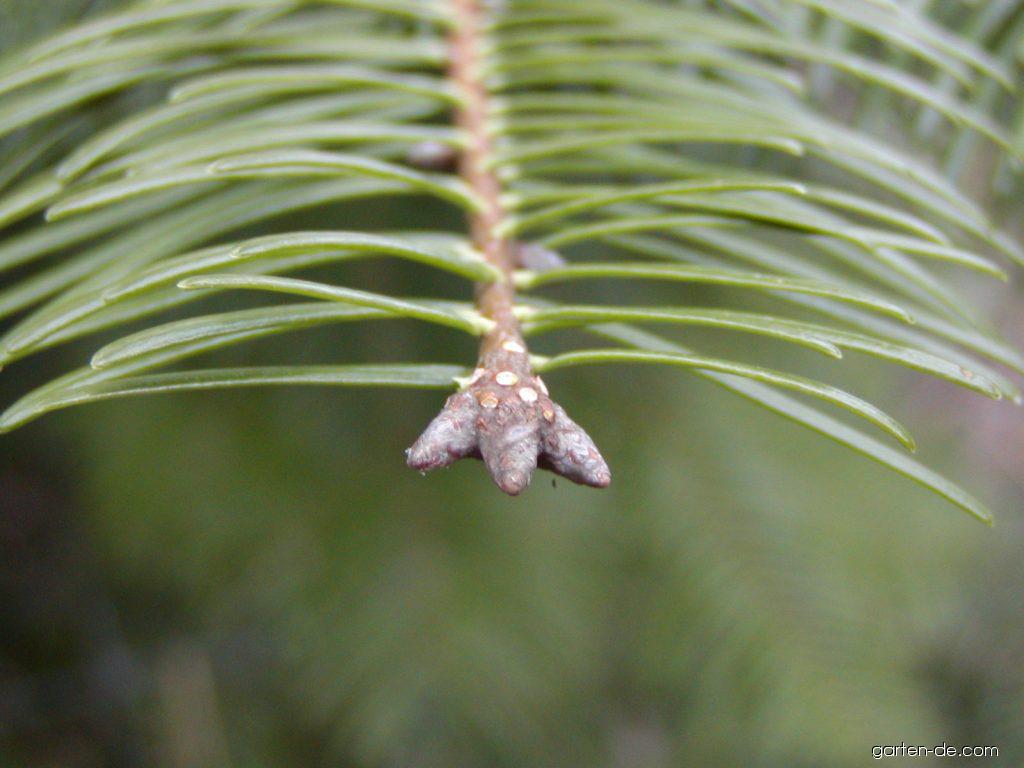 The pectinate arrangement of Grand fir needles.