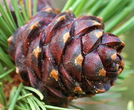 Whitebark Pine cone.