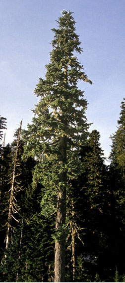 An image of the Amabilis fir showing it's characteristic shape.