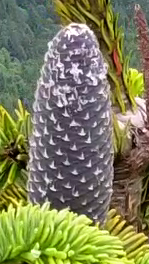 An Amabilis fir cone