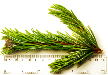 Pinus aristat branchlet showing short needles.