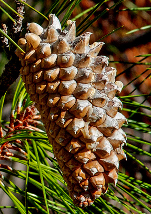 A Knobcone Pine cone.