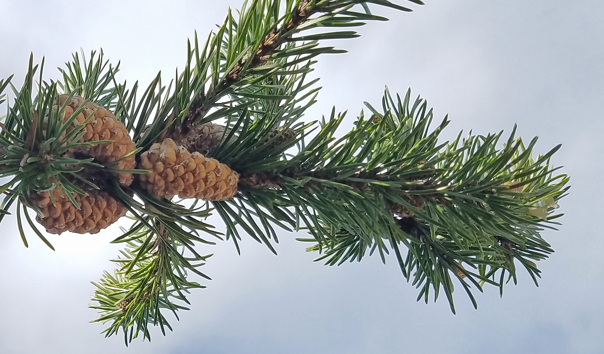 Jack pine branchlet showing cones that point toward end of branch