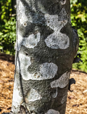 Pinus bungeana patterned bark