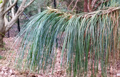 A branch of the Butan Pine