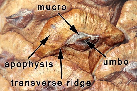 A closeup of a pine cone scale showing location of the apophysis, mucro, and umbo.