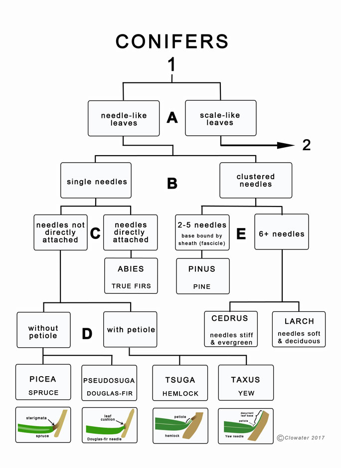 a dichotomous key to conifer genera