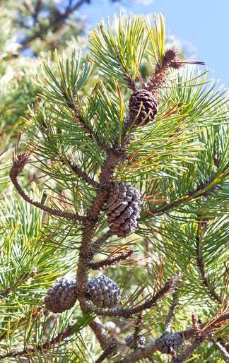 Shore Pine branch and cones