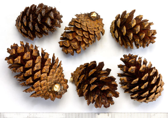 Shore Pine cones