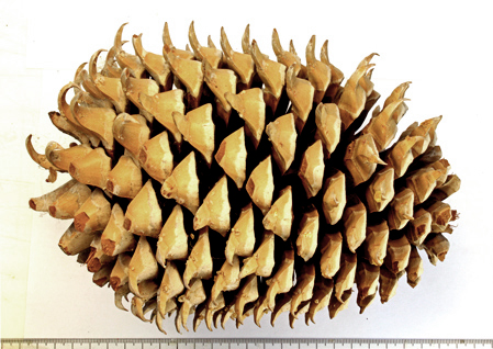 A Coulter Pine cone