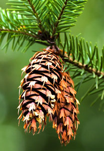 a hanging Douglas-fir cone