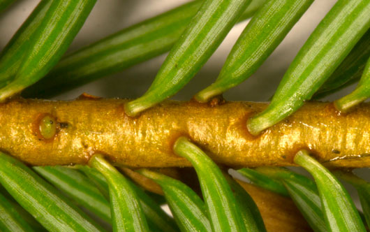 Closeup of Douglas-fir needles showing the leaf scar and the petiole.