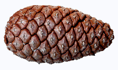 A Slash Pine cone