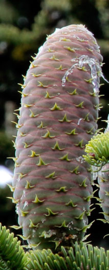 A fir cone with exserted cone scale bracts.