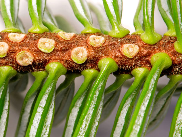 a fir branchlet showing needles attached directly to brnchlet.