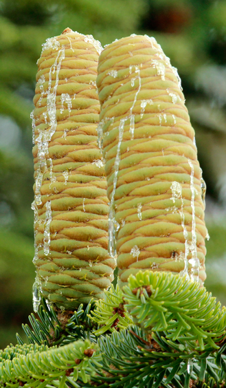 An upright true fir cone