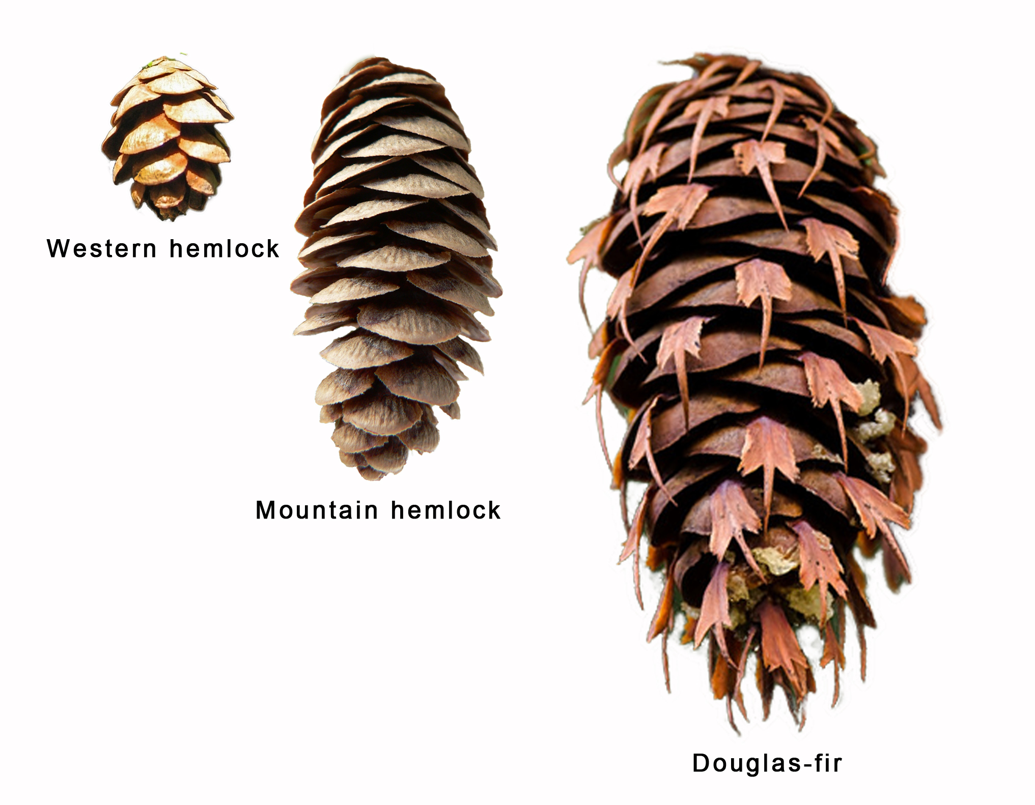 comparative lengths of hemlock and Douglas-fir cones.