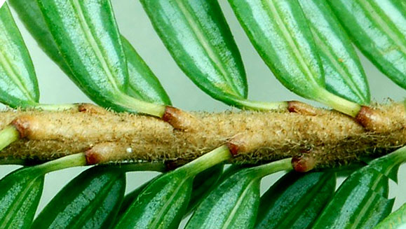 Closeup of hemlock needles