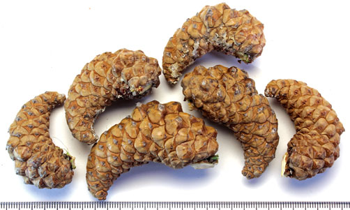 Jack pine cones