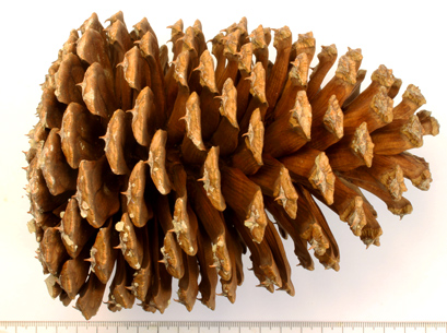 A Jeffrey Pine cone