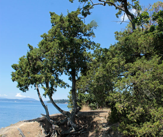 Type specimens of Seaside Juniper in Brentwood Bay