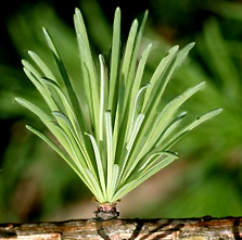 Conifer needles that are attached in clusters.