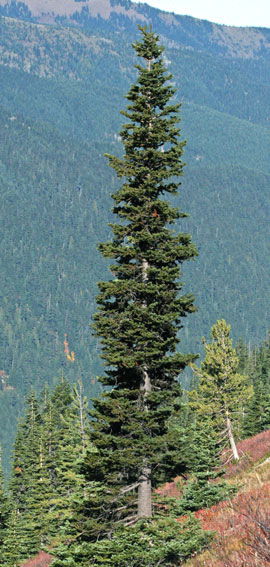 An image of the Subalpine fir, Abies lasiocarpa showing it's spire-like form