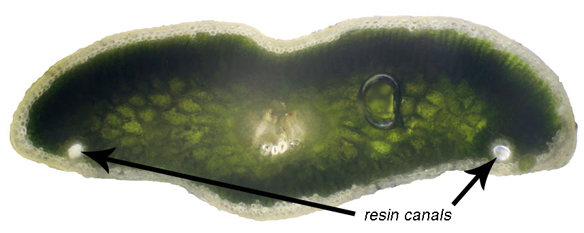 A cross-section of a fir needle showing the position of marginal resin canals