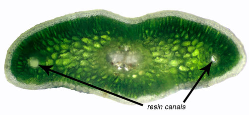 A cross-section of a fir needle showing the position of median resin canals