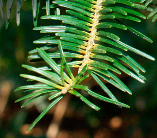 needle-like conifer leaves