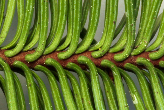 Closeup of Noble fir needles showing hockey stick shape of needles at attachment.