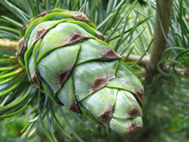 A young Japanese White Pine cone