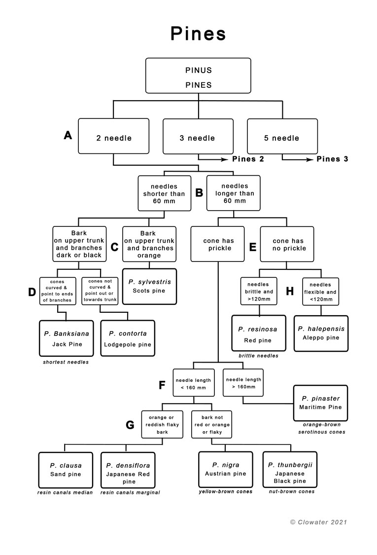 a dichotomous key to pine tree identification