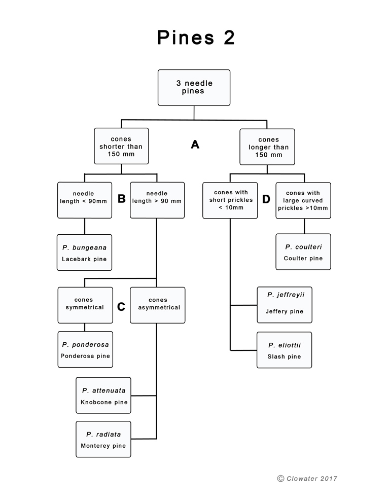 a dichotomous key to three-needle pine tree identification