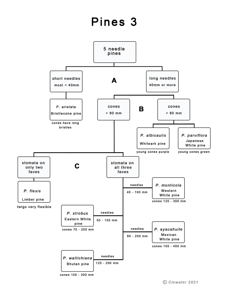 a dichotomous key to identification of 5-needle pines.