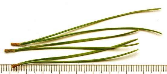 Pinus nigra needles showing  two needles in  a fascicle.