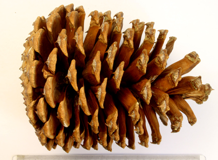 A ponderosa Pine cone.