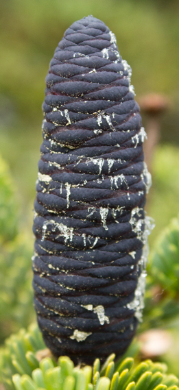 A purple cone of Abies homolepsis