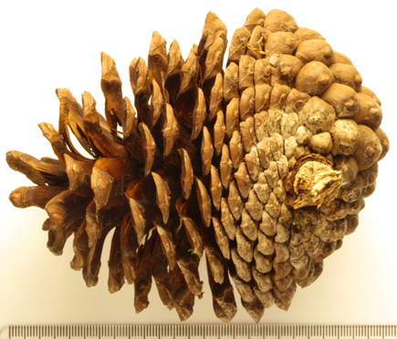 A Monterey Pine cone.