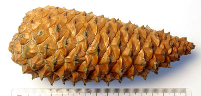 A serotinous pine cone.