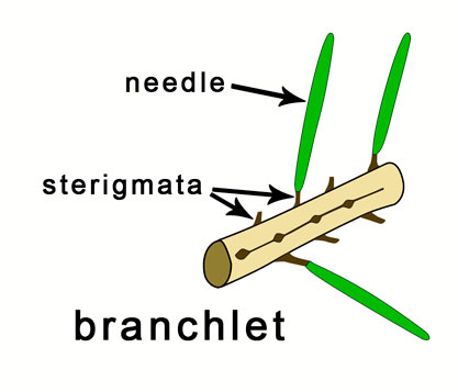 illustration of a spruce brnchlet showing sterigmata.