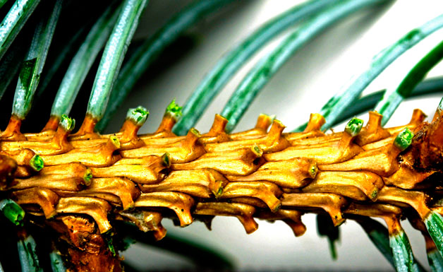 spruce branchlet showing needles attached by sterigmata.