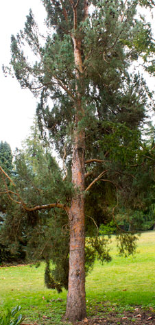 A Scotts Pine showing orange coloured bark on the trunk